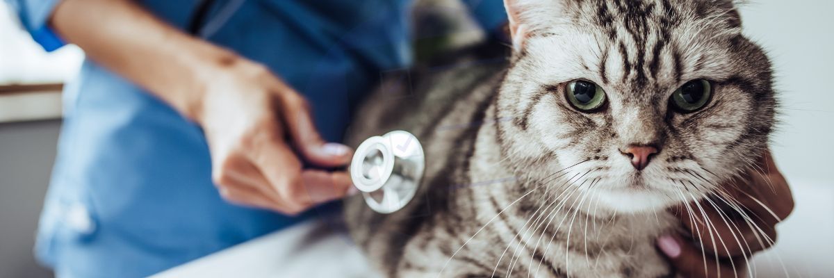 Consenso informato veterinario